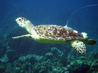 Turtle Release