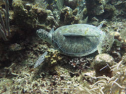 green turtle