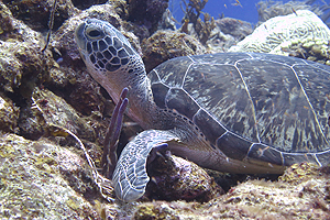 Green turtle