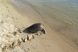 Green turtle