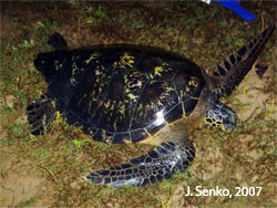 Black sea turtle
