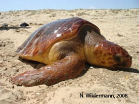 Loggerhead