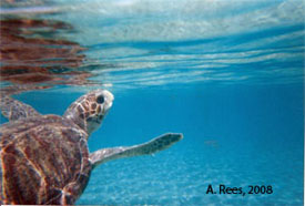 Loggerhead