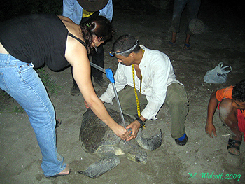 Turtle Measuring