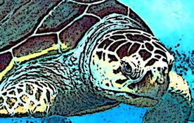 Loggerhead