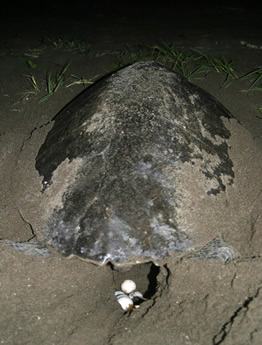 Olive Ridley