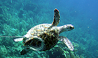 turtle release